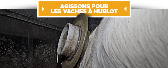 Agissons pour les vaches à hublot