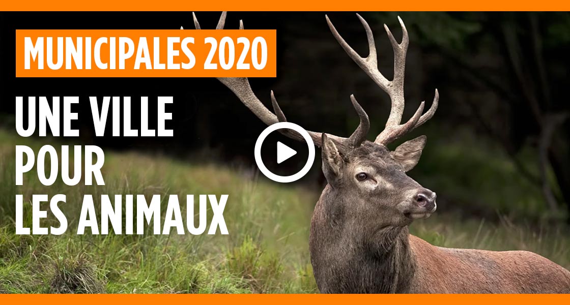 2020 quelle lettre pour les animaux