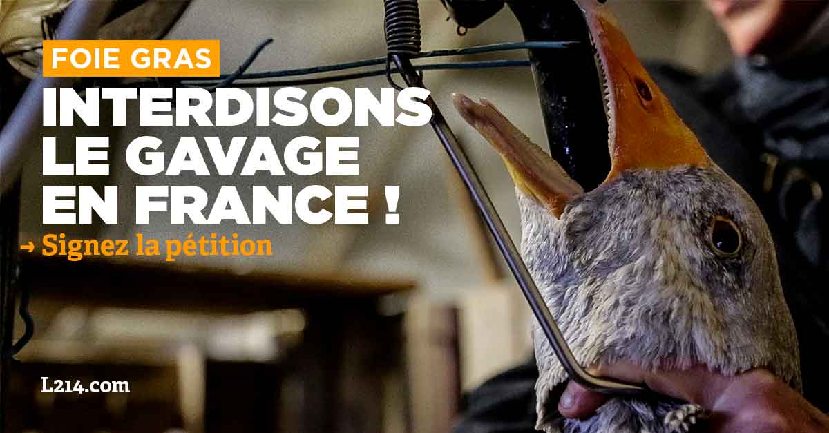 Pétition] NON au Gavage des oies et des canards, OUI au foie gras éthique