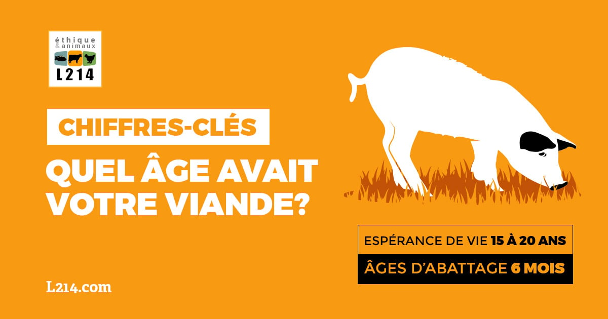 Combien de temps vit une vache ? Quelle espérance de vie ?