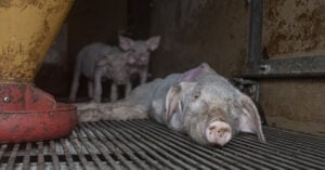 Cochon mort dans un élevage fournissant la Marque Repère de E.Leclerc