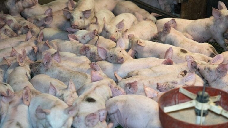 Elevage intensif de cochons qui fournit les supermarchés E.Leclerc