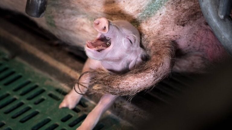 Porcelet écrasé sous le poids de sa mère, elle-même enfermée dans une cage à peine plus grande qu'elle