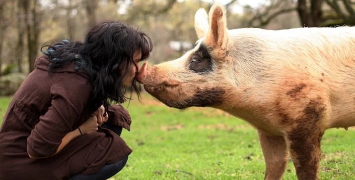 Moment de tendresse avec un cochon