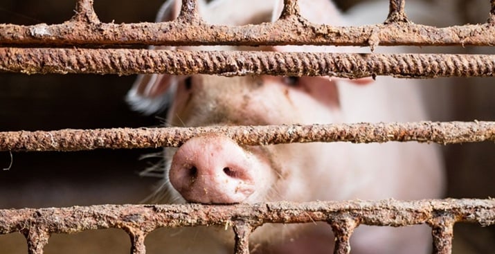 Cochon victime de spécisme