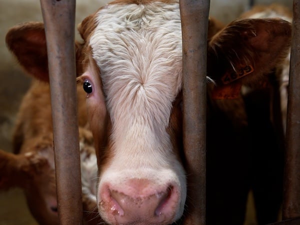 veau dans un abattoir français