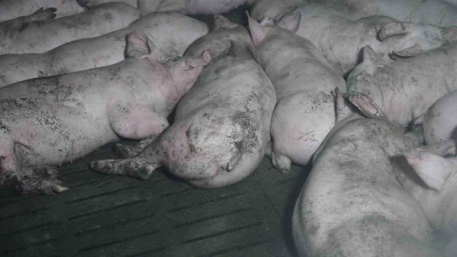 cochons mutilés avec la queue coupée dans un élevage "bien-être animal +" de Lidl